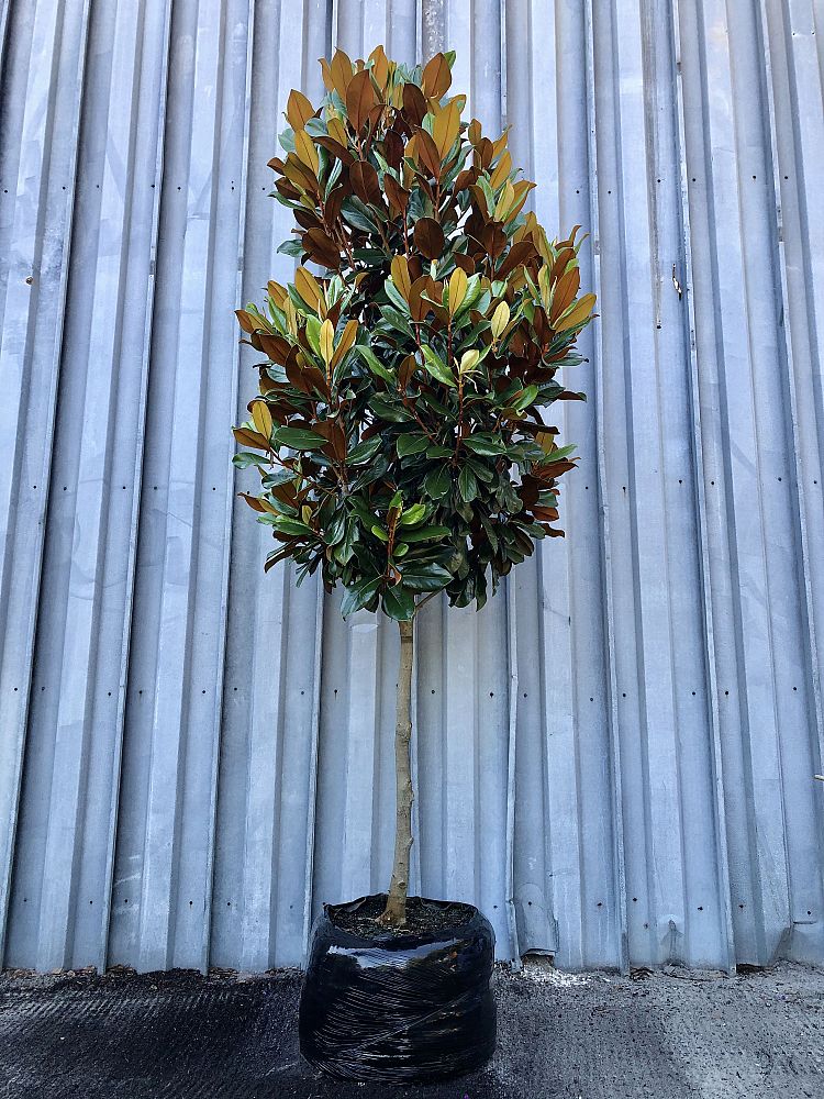 magnolia-grandiflora-d-d-blanchard-southern-magnolia-d-d-blanchard-southern-magnolia