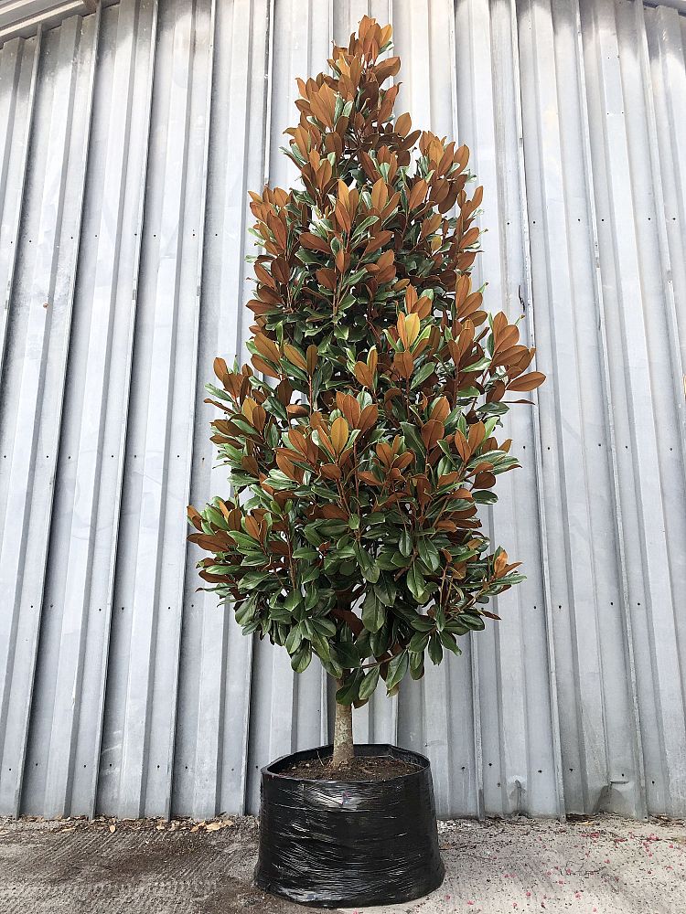 magnolia-grandiflora-d-d-blanchard-southern-magnolia-d-d-blanchard-southern-magnolia