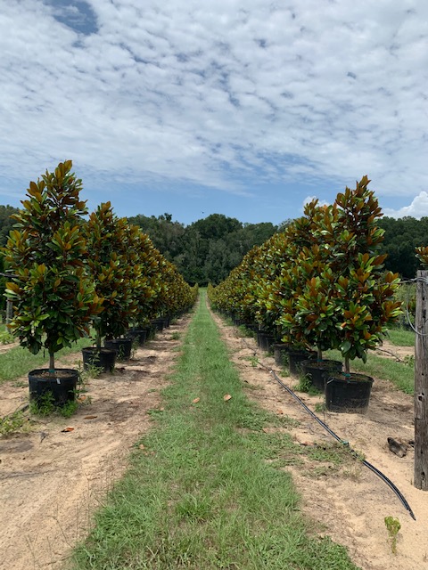 magnolia-grandiflora-d-d-blanchard-southern-magnolia-d-d-blanchard-southern-magnolia