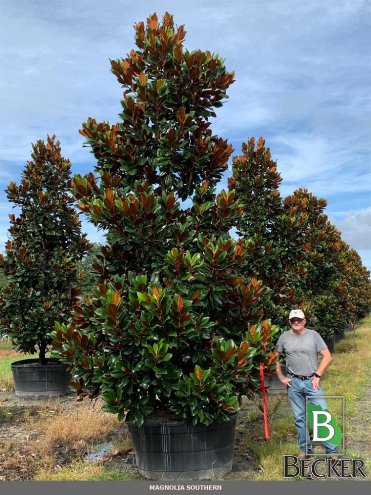 magnolia-grandiflora-d-d-blanchard-southern-magnolia-d-d-blanchard-southern-magnolia