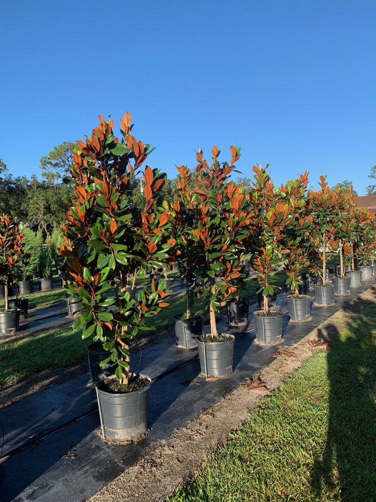magnolia-grandiflora-d-d-blanchard-southern-magnolia-d-d-blanchard-southern-magnolia