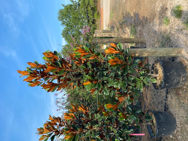 magnolia-grandiflora-d-d-blanchard-southern-magnolia-d-d-blanchard-southern-magnolia