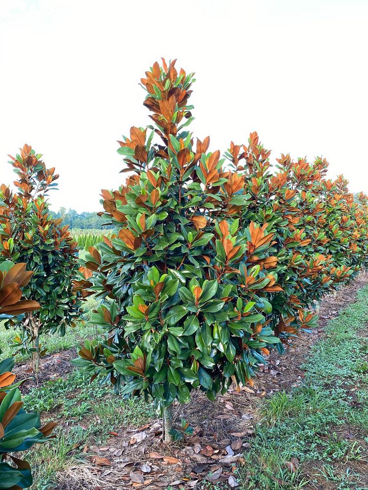 magnolia-grandiflora-d-d-blanchard-southern-magnolia-d-d-blanchard-southern-magnolia