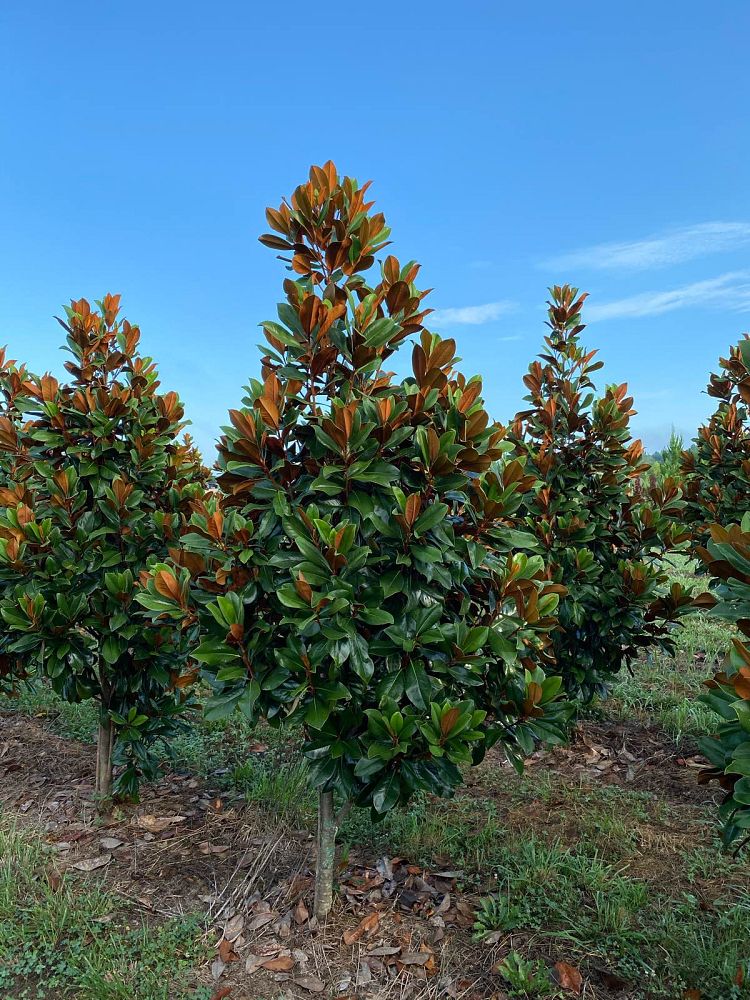 magnolia-grandiflora-d-d-blanchard-southern-magnolia-d-d-blanchard-southern-magnolia