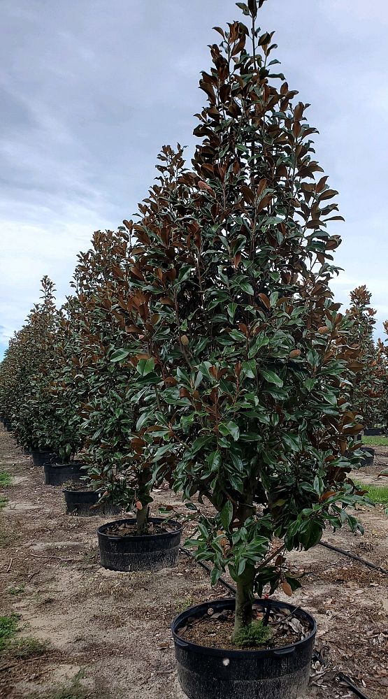magnolia-grandiflora-d-d-blanchard-southern-magnolia-d-d-blanchard-southern-magnolia