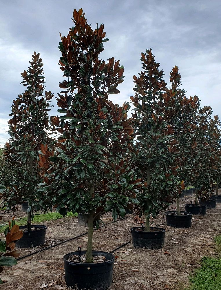 magnolia-grandiflora-d-d-blanchard-southern-magnolia-d-d-blanchard-southern-magnolia