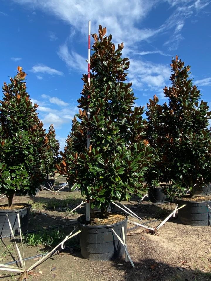 magnolia-grandiflora-d-d-blanchard-southern-magnolia-d-d-blanchard-southern-magnolia