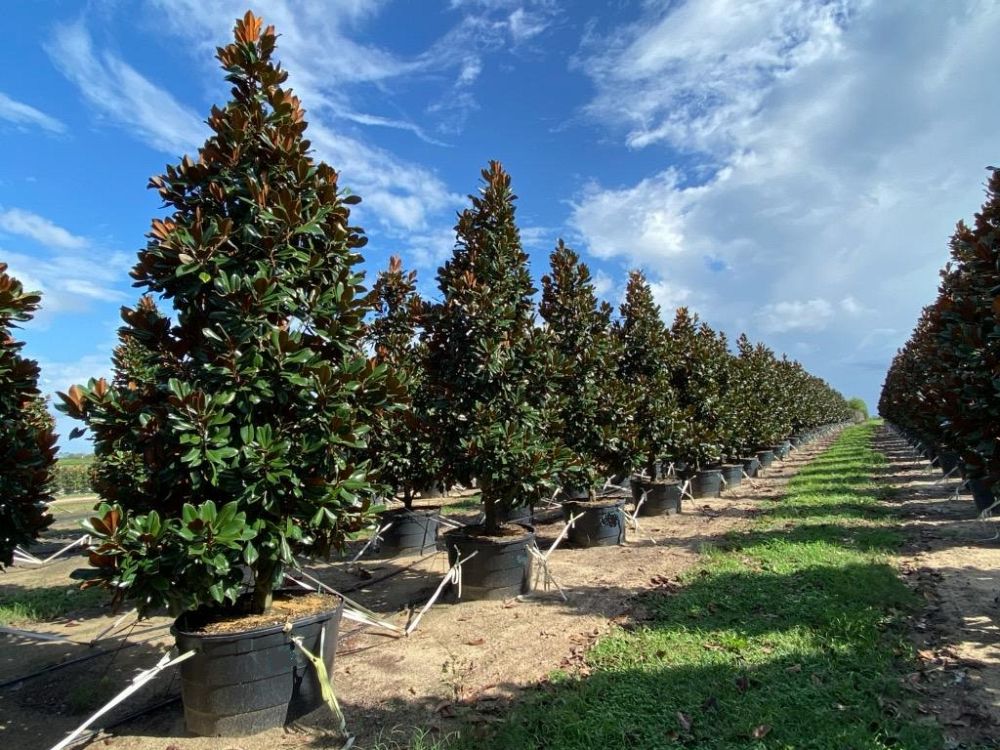 magnolia-grandiflora-d-d-blanchard-southern-magnolia-d-d-blanchard-southern-magnolia