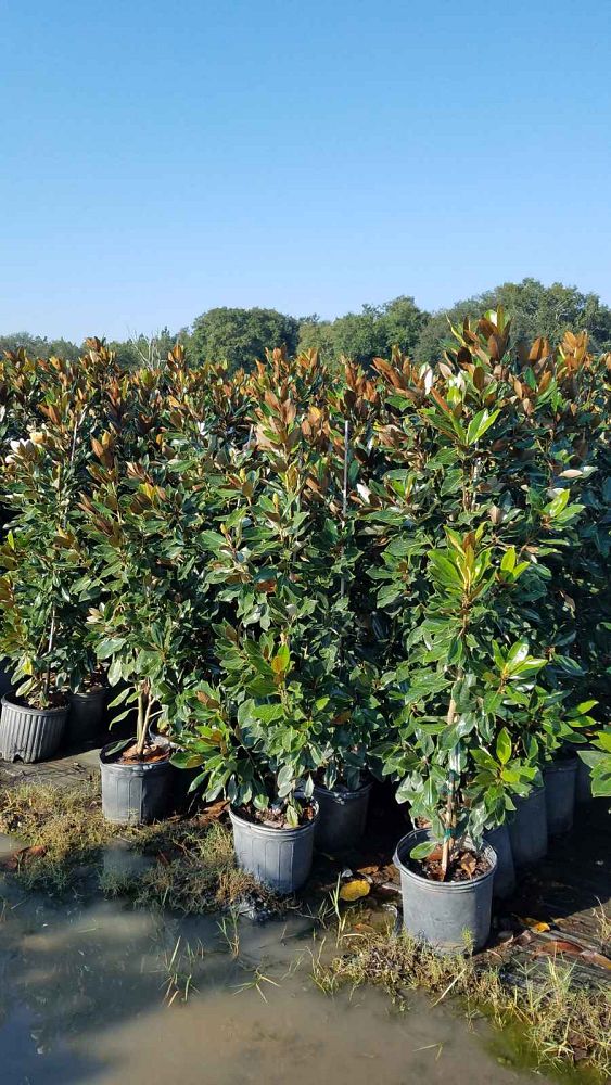 magnolia-grandiflora-d-d-blanchard-southern-magnolia-d-d-blanchard-southern-magnolia