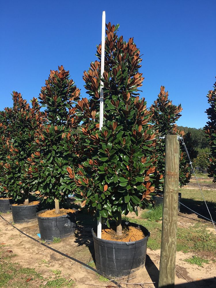 magnolia-grandiflora-d-d-blanchard-southern-magnolia-d-d-blanchard-southern-magnolia