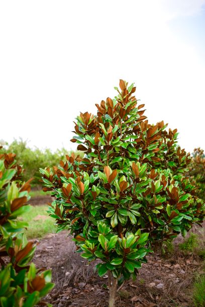magnolia-grandiflora-d-d-blanchard-southern-magnolia-d-d-blanchard-southern-magnolia