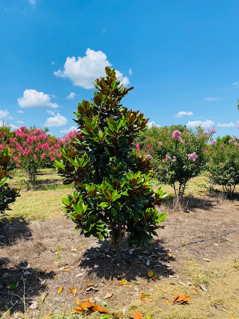 magnolia-grandiflora-d-d-blanchard-southern-magnolia-d-d-blanchard-southern-magnolia