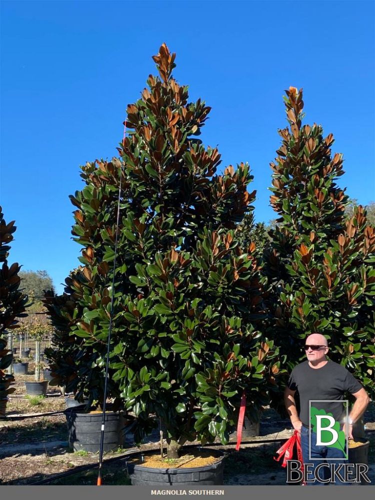 magnolia-grandiflora-d-d-blanchard-southern-magnolia-d-d-blanchard-southern-magnolia