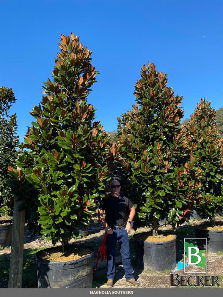 magnolia-grandiflora-d-d-blanchard-southern-magnolia-d-d-blanchard-southern-magnolia