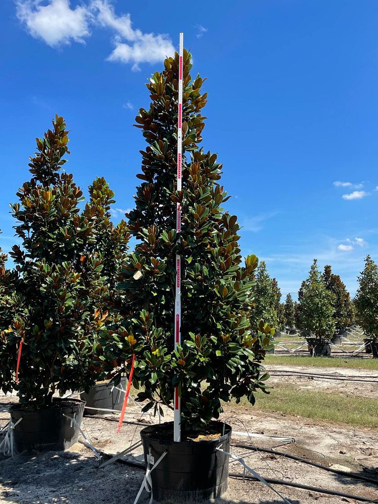 magnolia-grandiflora-d-d-blanchard-southern-magnolia-d-d-blanchard-southern-magnolia
