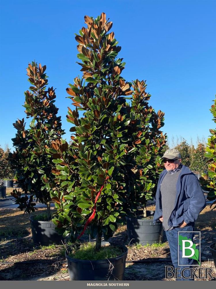 magnolia-grandiflora-d-d-blanchard-southern-magnolia-d-d-blanchard-southern-magnolia