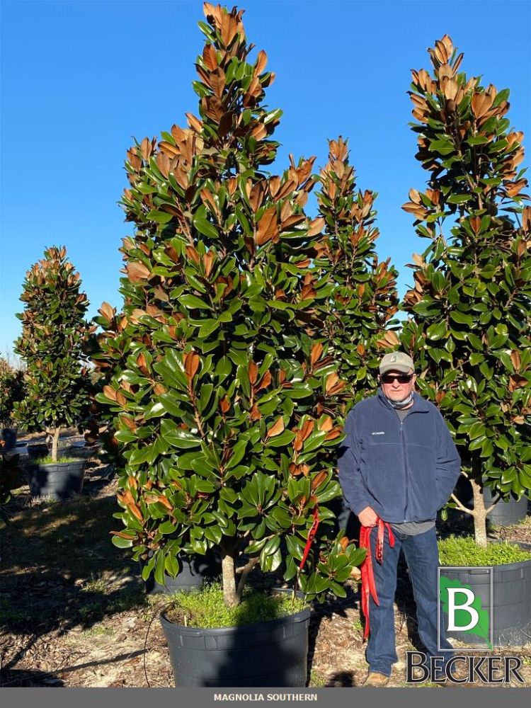 magnolia-grandiflora-d-d-blanchard-southern-magnolia-d-d-blanchard-southern-magnolia