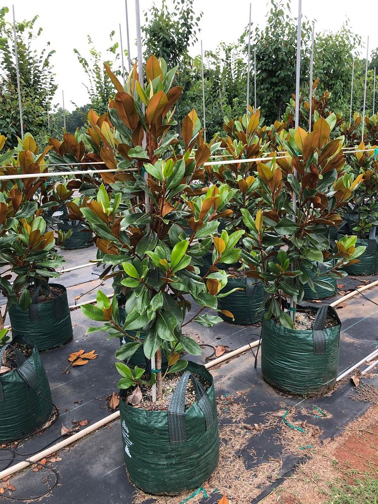 magnolia-grandiflora-d-d-blanchard-southern-magnolia-d-d-blanchard-southern-magnolia