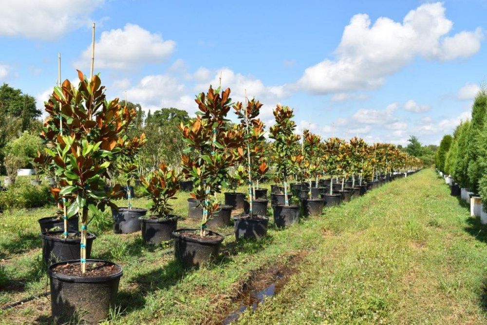 magnolia-grandiflora-d-d-blanchard-southern-magnolia-d-d-blanchard-southern-magnolia