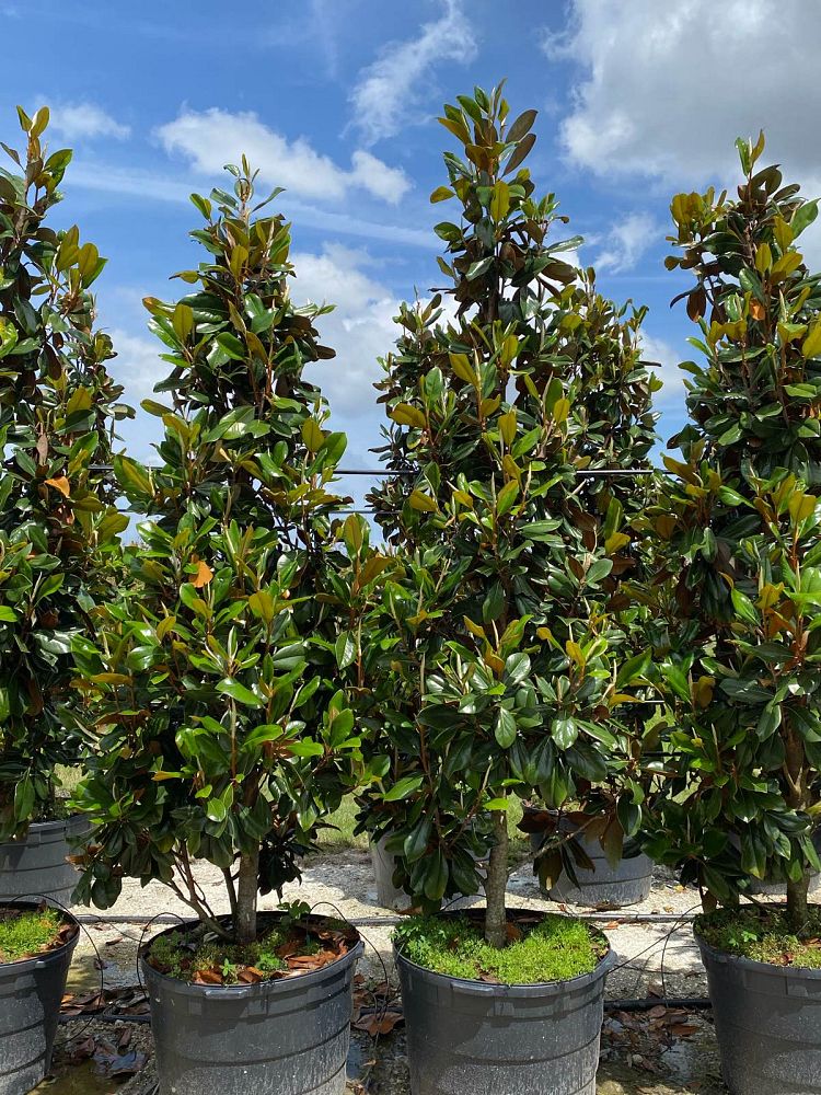 magnolia-grandiflora-d-d-blanchard-southern-magnolia-d-d-blanchard-southern-magnolia
