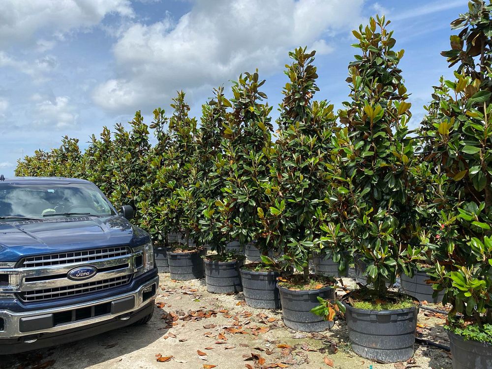 magnolia-grandiflora-d-d-blanchard-southern-magnolia-d-d-blanchard-southern-magnolia