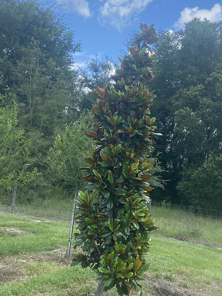 magnolia-grandiflora-d-d-blanchard-southern-magnolia-d-d-blanchard-southern-magnolia