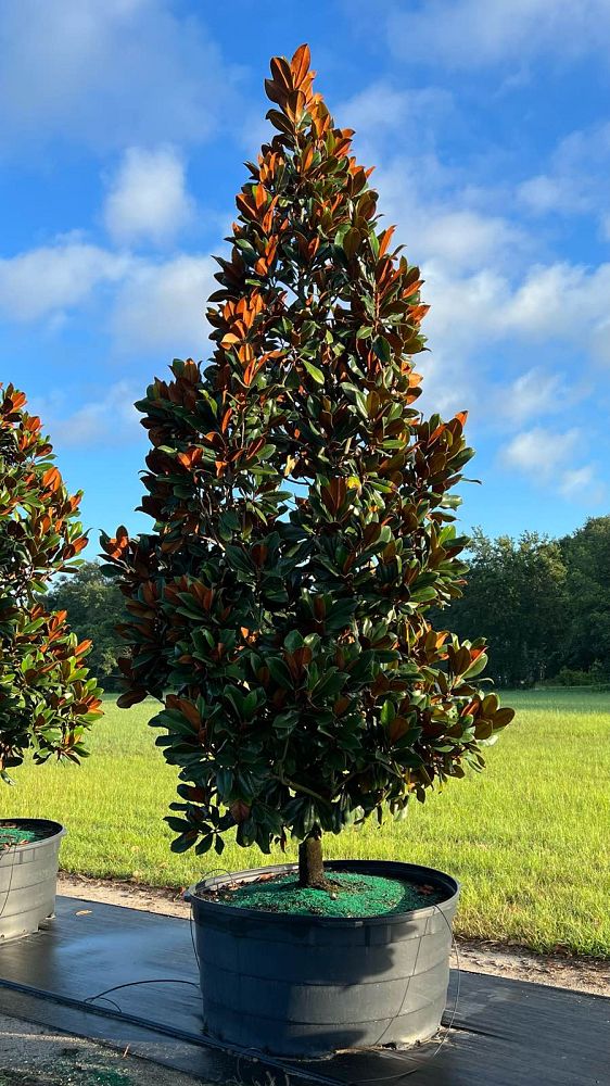 magnolia-grandiflora-d-d-blanchard-southern-magnolia-d-d-blanchard-southern-magnolia