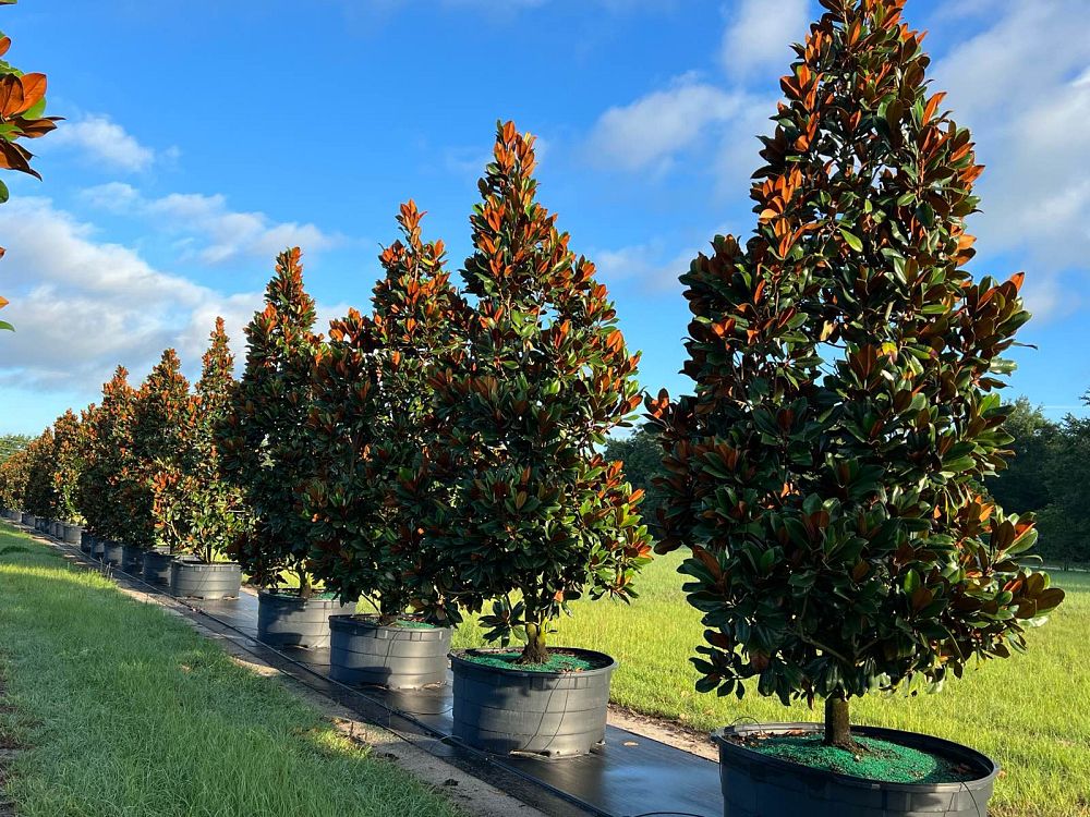 magnolia-grandiflora-d-d-blanchard-southern-magnolia-d-d-blanchard-southern-magnolia