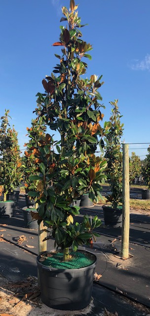magnolia-grandiflora-d-d-blanchard-southern-magnolia-d-d-blanchard-southern-magnolia
