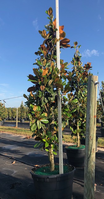 magnolia-grandiflora-d-d-blanchard-southern-magnolia-d-d-blanchard-southern-magnolia