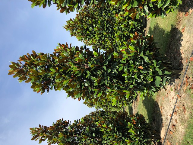 magnolia-grandiflora-d-d-blanchard-southern-magnolia-d-d-blanchard-southern-magnolia