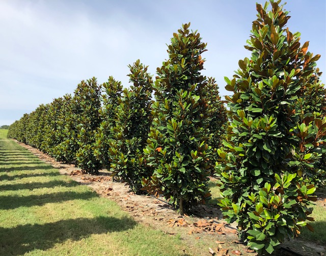 magnolia-grandiflora-d-d-blanchard-southern-magnolia-d-d-blanchard-southern-magnolia