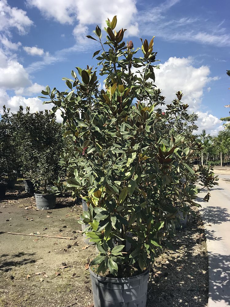 magnolia-grandiflora-d-d-blanchard-southern-magnolia-d-d-blanchard-southern-magnolia