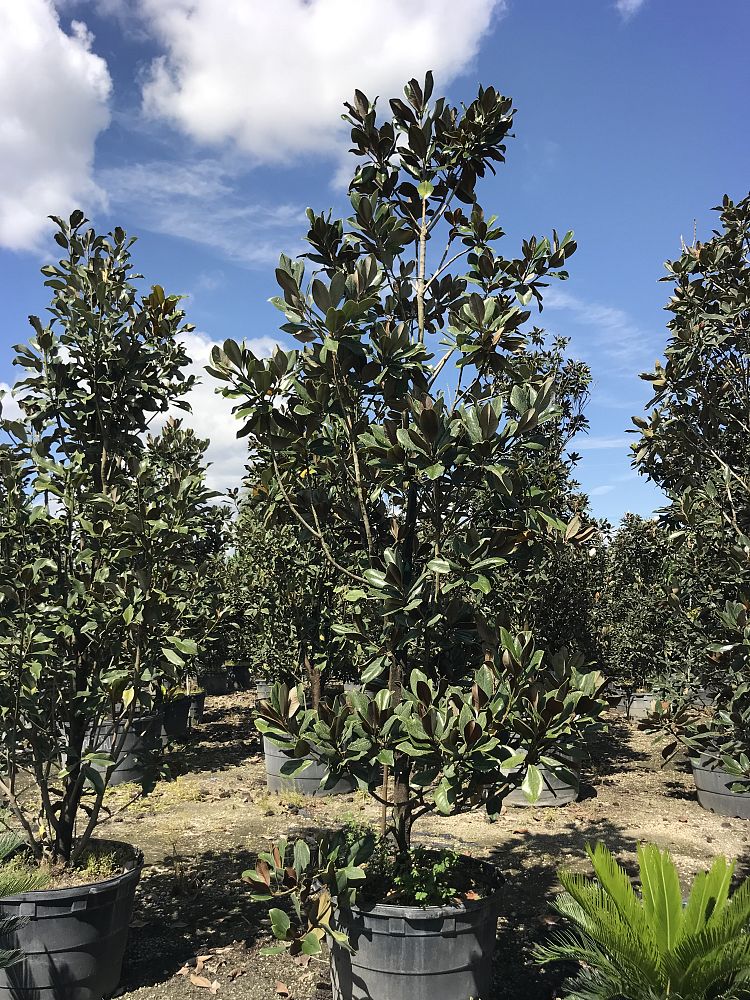 magnolia-grandiflora-d-d-blanchard-southern-magnolia-d-d-blanchard-southern-magnolia