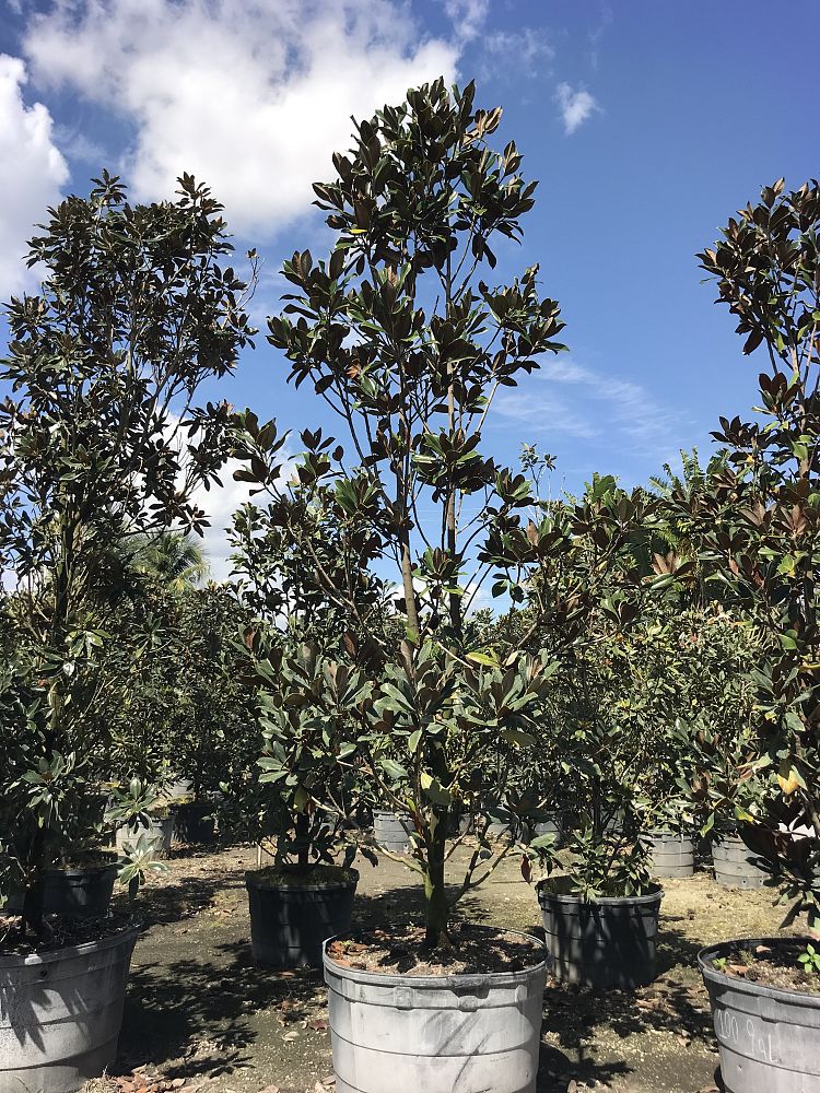 magnolia-grandiflora-d-d-blanchard-southern-magnolia-d-d-blanchard-southern-magnolia