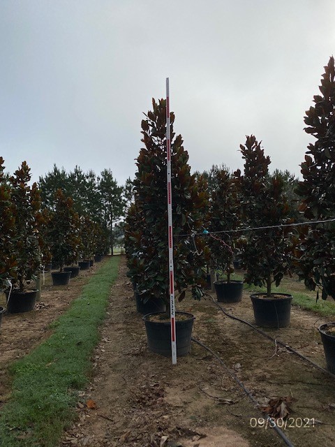 magnolia-grandiflora-d-d-blanchard-southern-magnolia-d-d-blanchard-southern-magnolia
