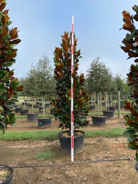 magnolia-grandiflora-d-d-blanchard-southern-magnolia-d-d-blanchard-southern-magnolia