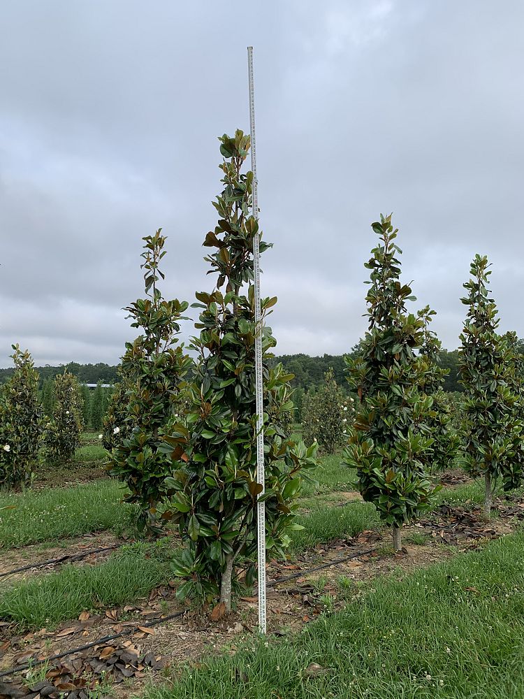 magnolia-grandiflora-d-d-blanchard-southern-magnolia-d-d-blanchard-southern-magnolia