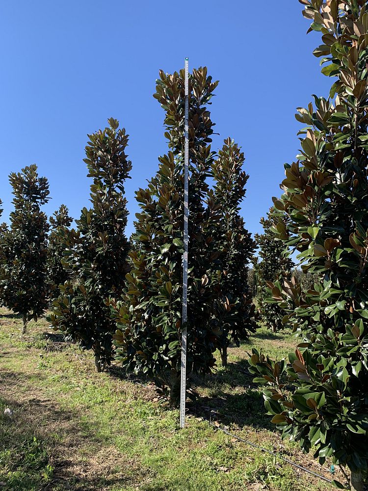 magnolia-grandiflora-d-d-blanchard-southern-magnolia-d-d-blanchard-southern-magnolia