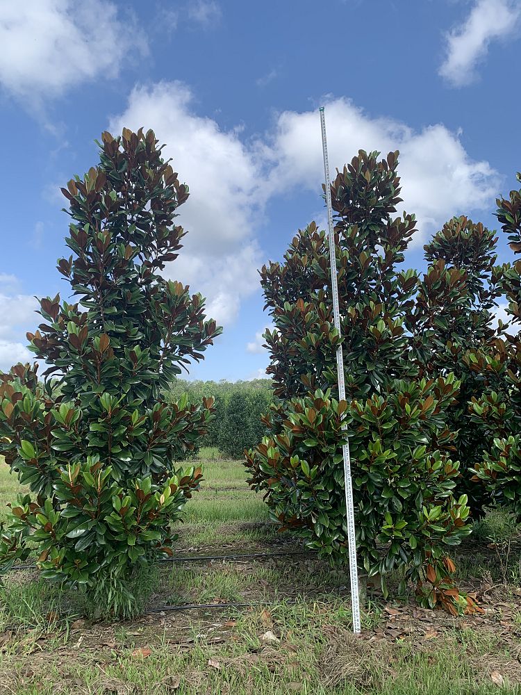 magnolia-grandiflora-d-d-blanchard-southern-magnolia-d-d-blanchard-southern-magnolia