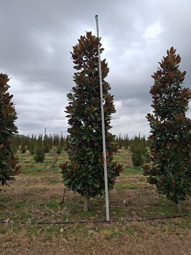 magnolia-grandiflora-d-d-blanchard-southern-magnolia-d-d-blanchard-southern-magnolia