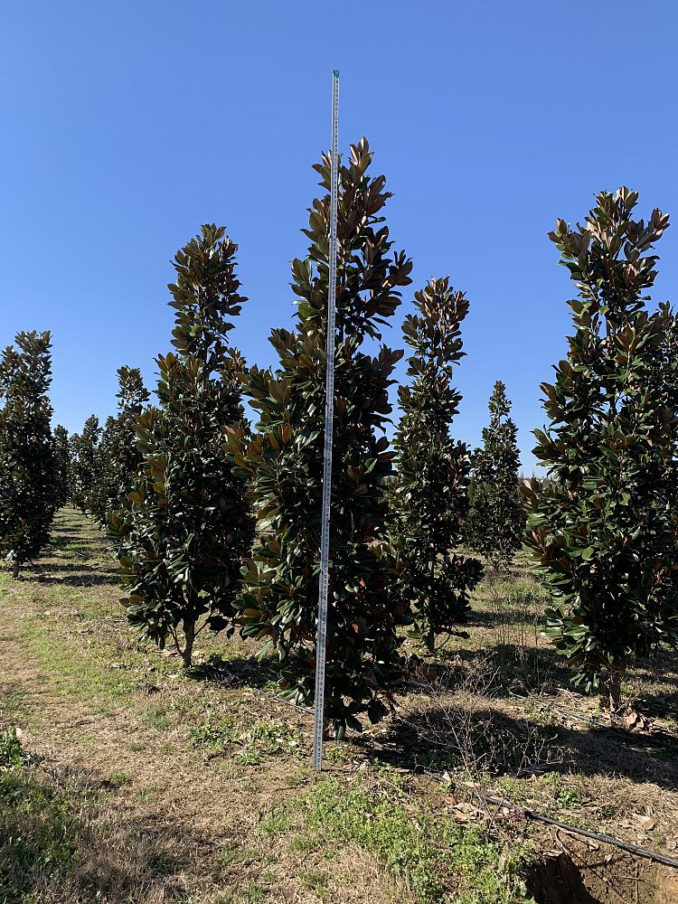 magnolia-grandiflora-d-d-blanchard-southern-magnolia-d-d-blanchard-southern-magnolia