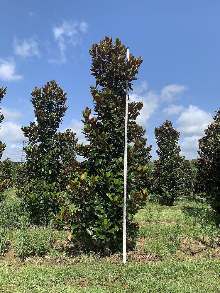 magnolia-grandiflora-d-d-blanchard-southern-magnolia-d-d-blanchard-southern-magnolia