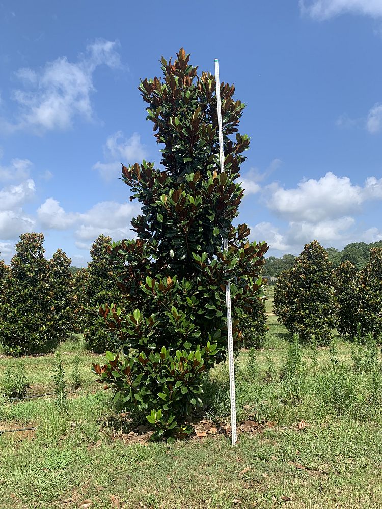 magnolia-grandiflora-d-d-blanchard-southern-magnolia-d-d-blanchard-southern-magnolia