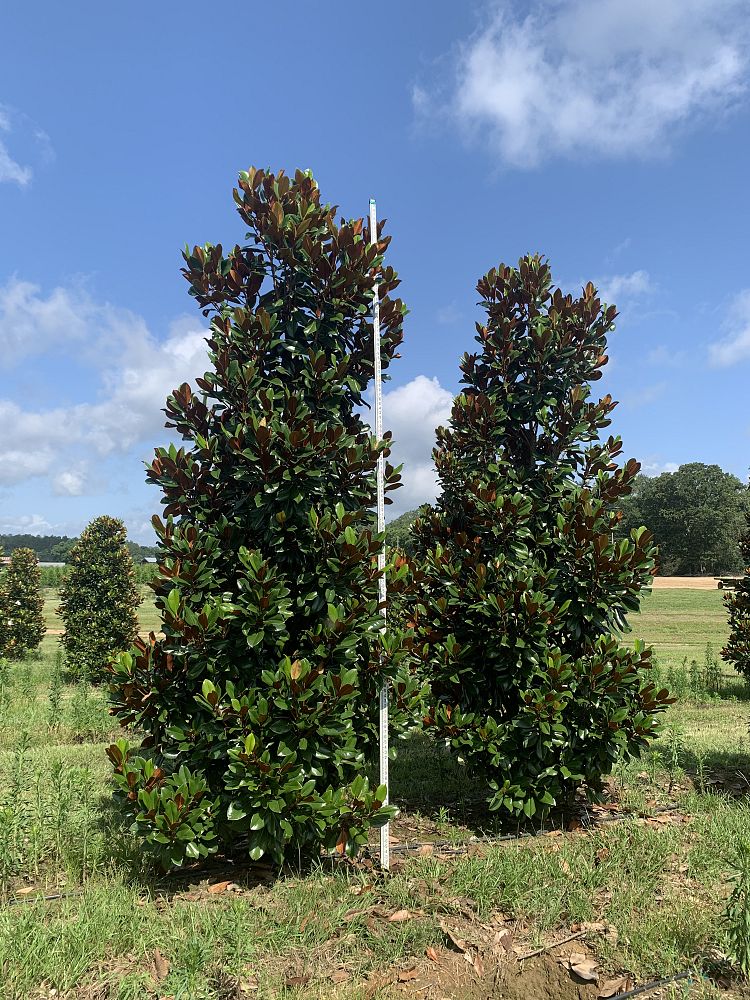 magnolia-grandiflora-d-d-blanchard-southern-magnolia-d-d-blanchard-southern-magnolia