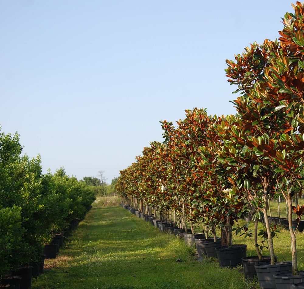 magnolia-grandiflora-d-d-blanchard-southern-magnolia-d-d-blanchard-southern-magnolia