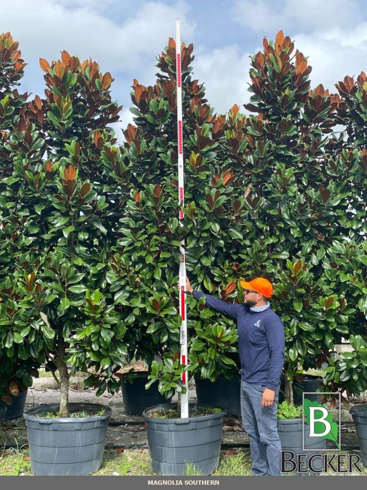 magnolia-grandiflora-d-d-blanchard-southern-magnolia-d-d-blanchard-southern-magnolia