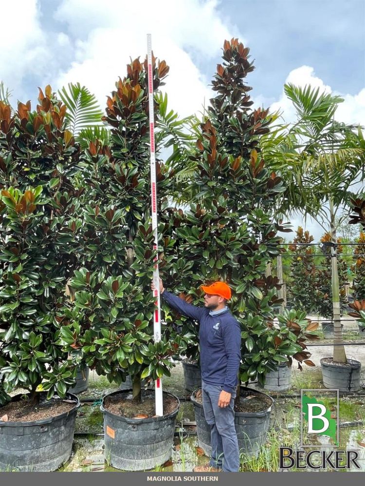 magnolia-grandiflora-d-d-blanchard-southern-magnolia-d-d-blanchard-southern-magnolia