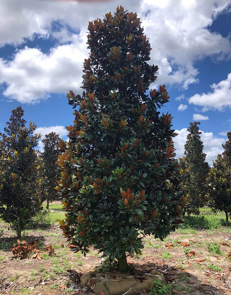 magnolia-grandiflora-d-d-blanchard-southern-magnolia-d-d-blanchard-southern-magnolia