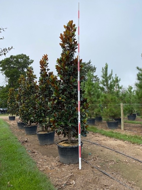 magnolia-grandiflora-d-d-blanchard-southern-magnolia-d-d-blanchard-southern-magnolia